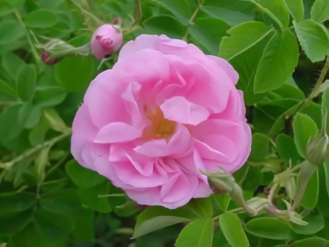 Crimean rose