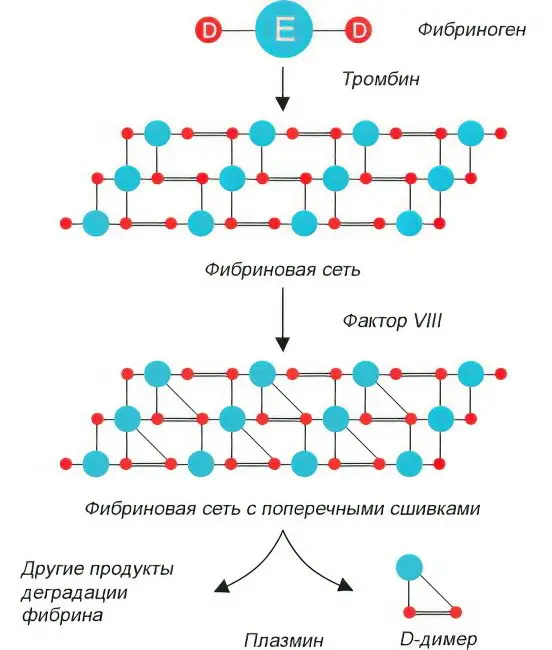 D-dimer - what is it? Norm indicators