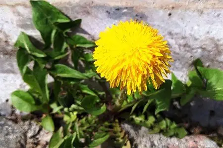 Dandelion