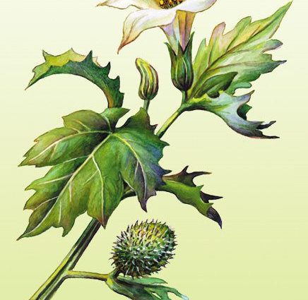 Datura vulgaris