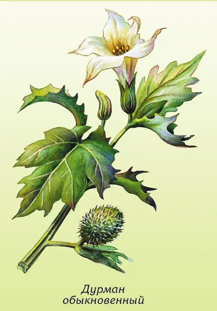 Datura vulgaris