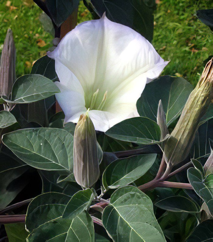 Datura vulgaris