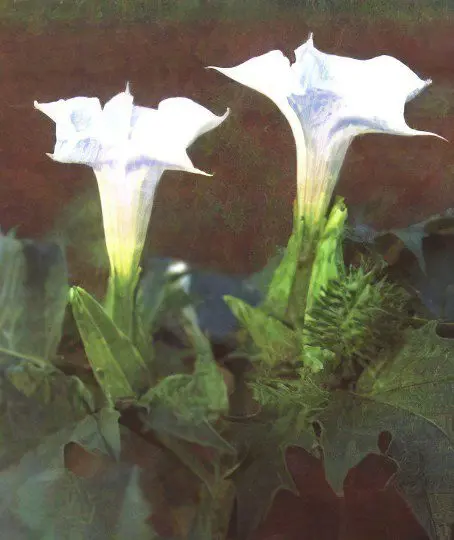 Datura vulgaris