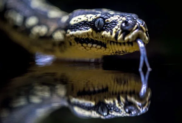 Dreams About Snakes: What Do They Mean?