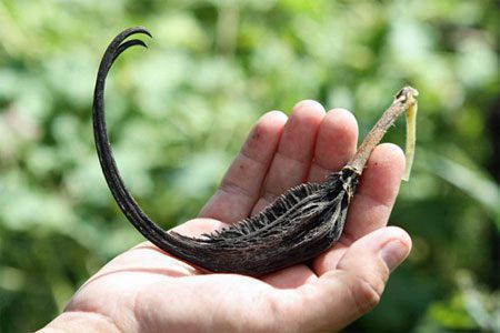 Devil&#8217;s claw: medicinal properties and contraindications