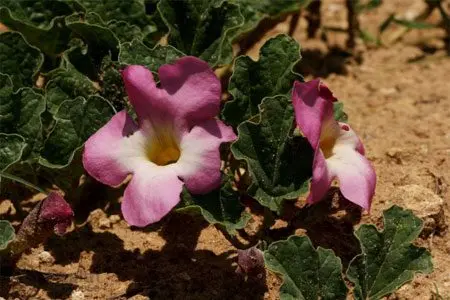 Devils claw: medicinal properties and contraindications