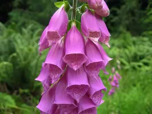 Digitalis