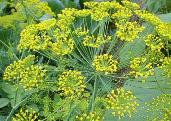 Dill: useful properties, recipes