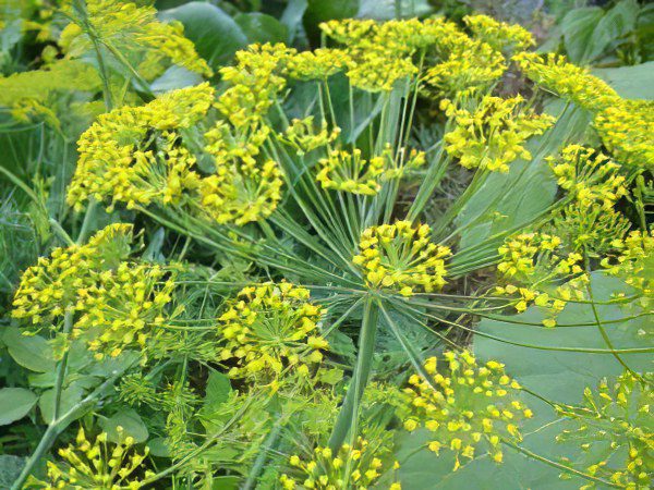 Dill: useful properties, recipes