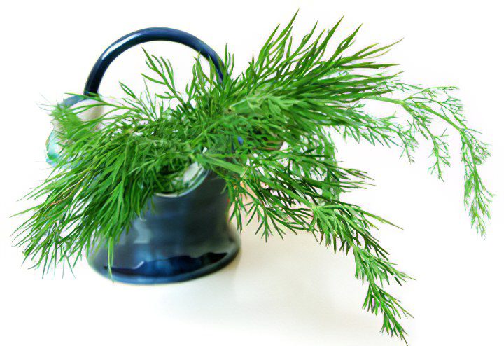 Dill: useful properties, recipes