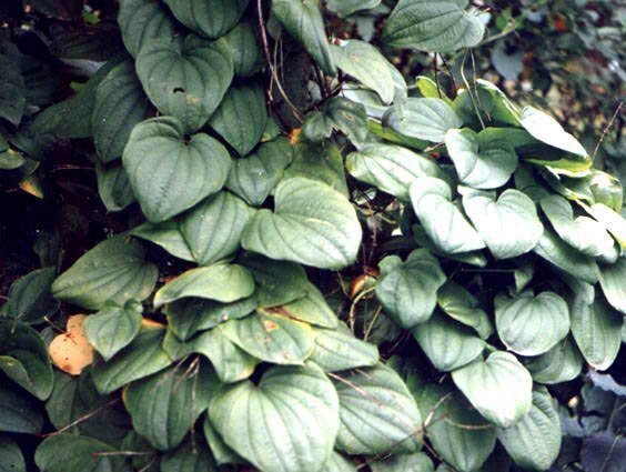 Dioscorea caucasian