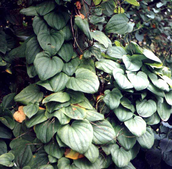 Dioscorea caucasian