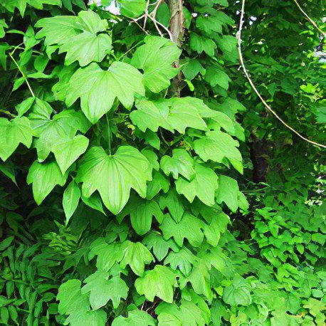 Dioscorea caucasian