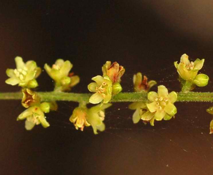 Dioscorea caucasian