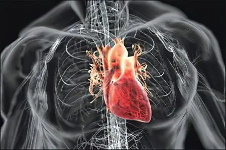 Diseases of the heart and blood vessels, and their symptoms