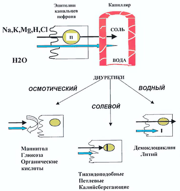 Diuretics (diuretics)