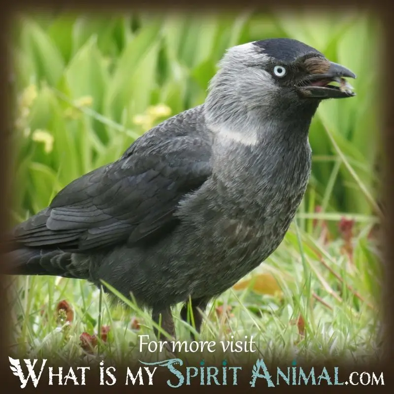 Dream about crows &#8211; meaning