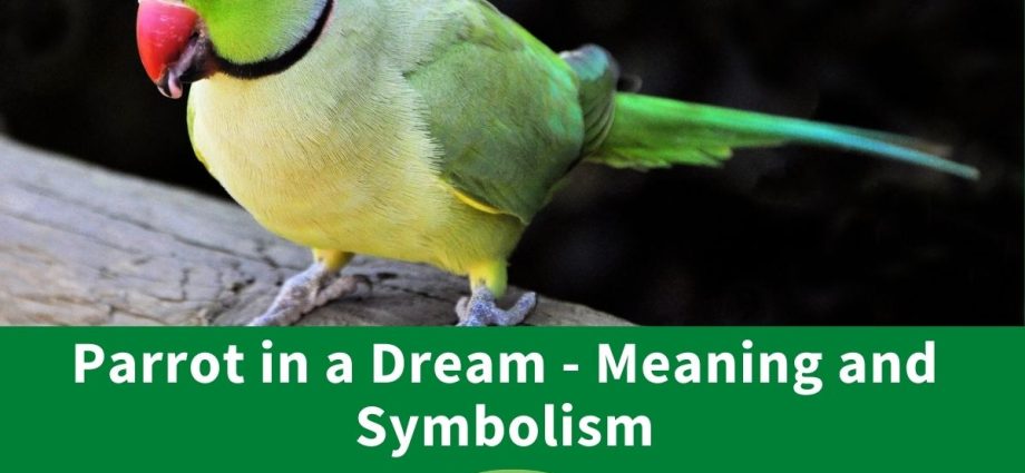 Dream about parrots &#8211; meaning