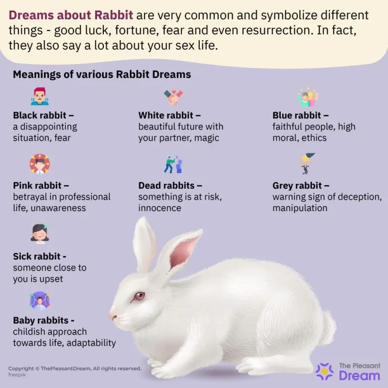 Dream about the rabbit &#8211; meaning