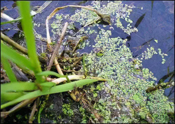 Duckweed