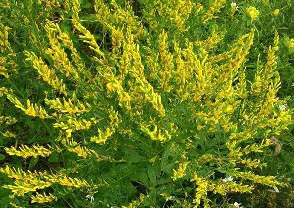 Dyeing gorse