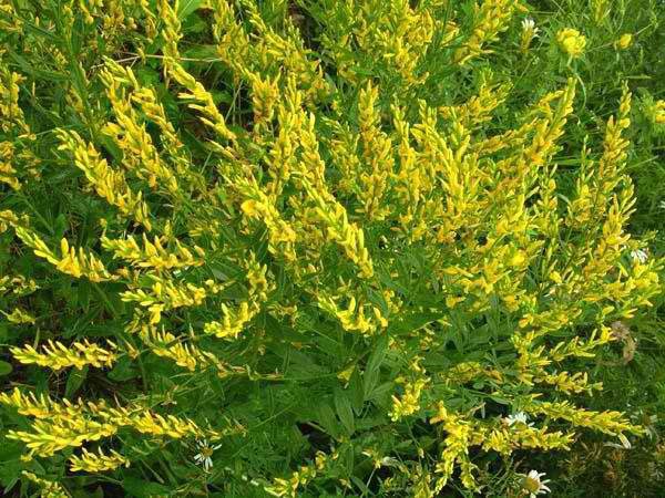 Dyeing gorse