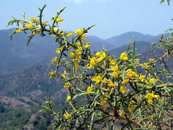 Dyeing gorse