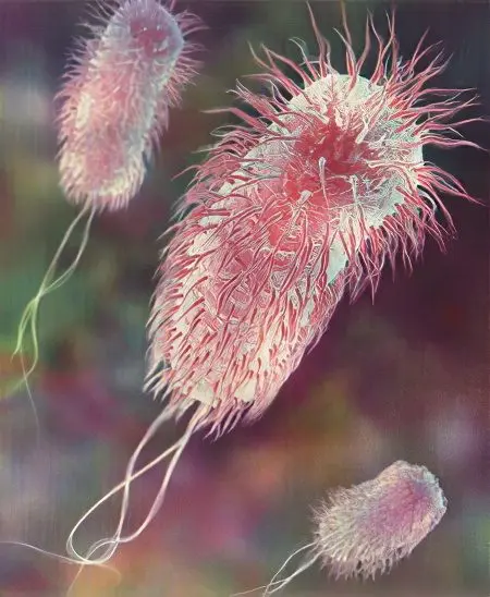 E. coli