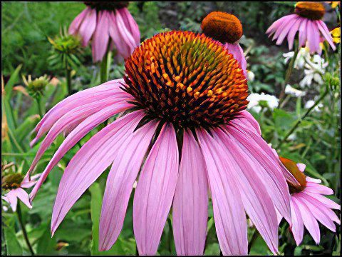 Echinacea