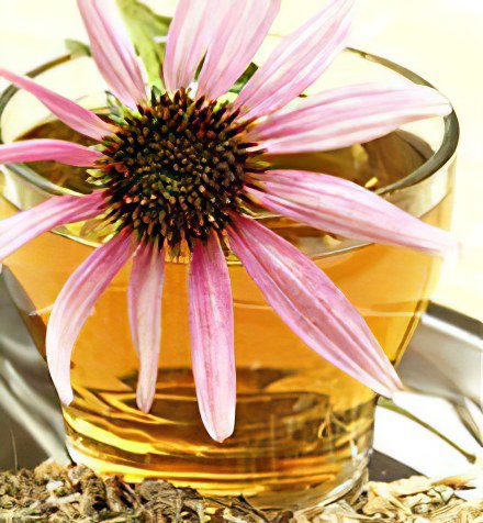 Echinacea