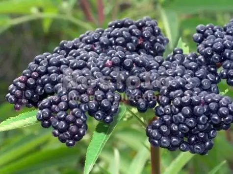 Elderberry is black