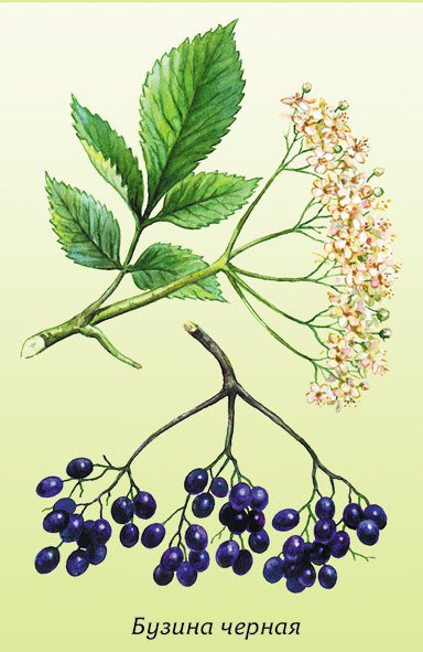 Elderberry is black