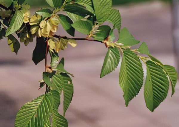 Elm hornbeam