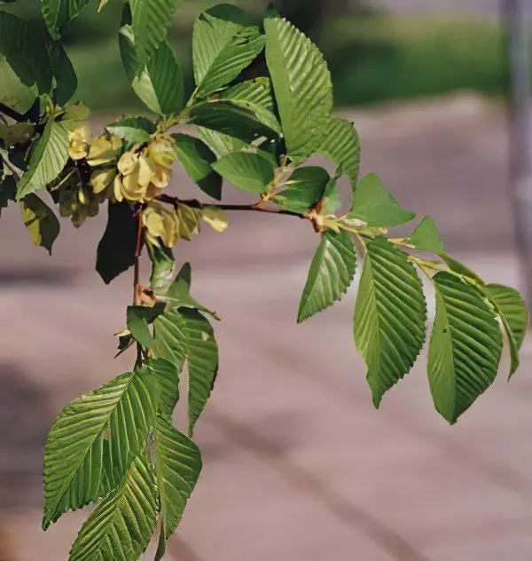 Elm hornbeam