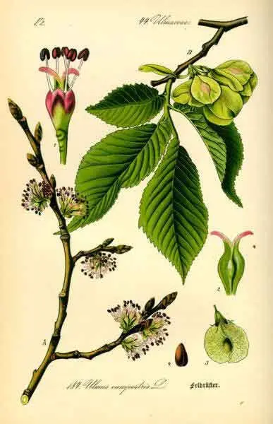 Elm hornbeam