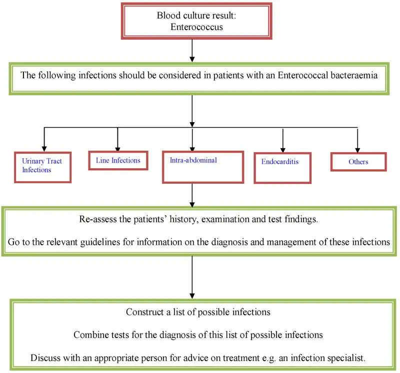 Enterococcus — Diagnosis and treatment of enterococcus