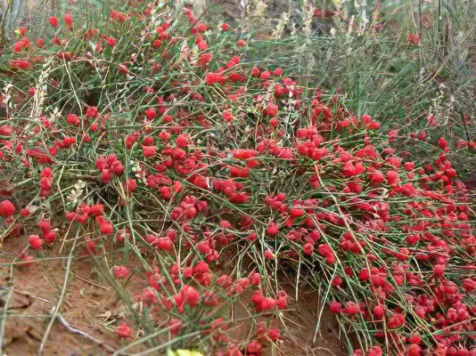 Ephedra