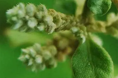 Erva woolly (Pol-Pala grass): instruction