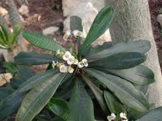 Euphorbia: useful properties and applications