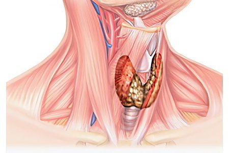 Euthyroidism of the thyroid gland