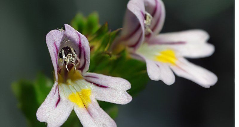 Eyebright officinalis