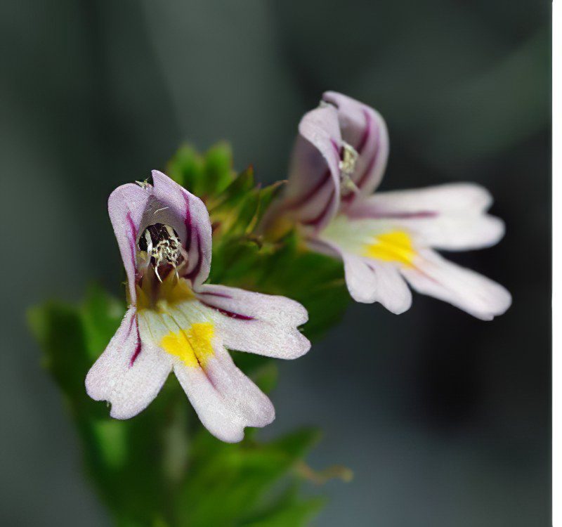 Eyebright officinalis