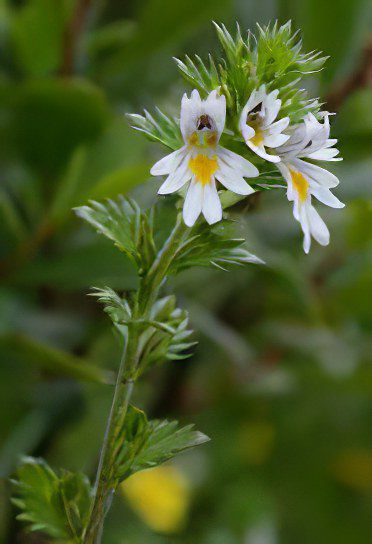 Eyebright officinalis