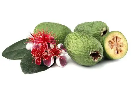 Feijoa: benefits and harms