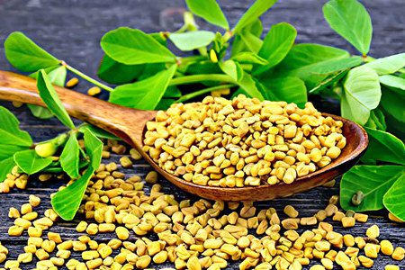 Fenugreek - useful properties for men and women, application