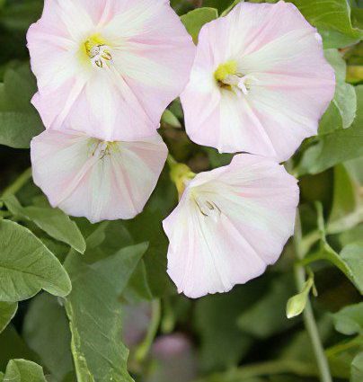 field bindweed