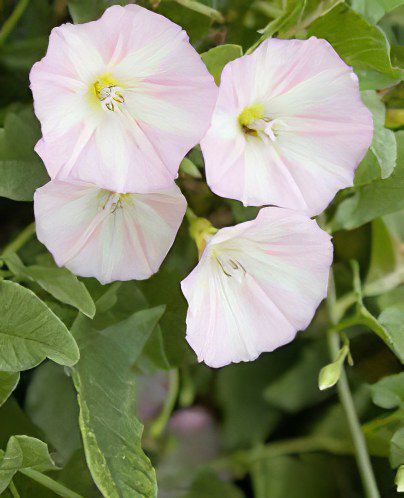 field bindweed