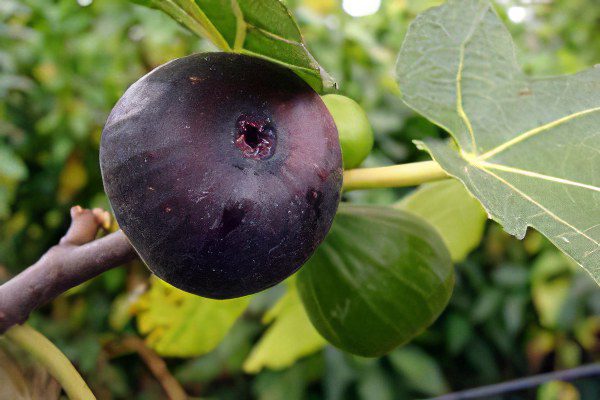 Figs: benefit and harm