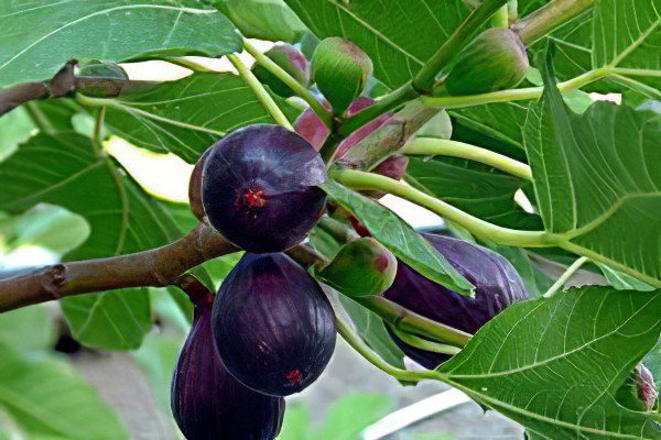 Figs: benefit and harm