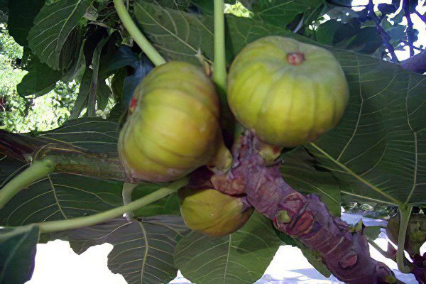 Figs: benefit and harm